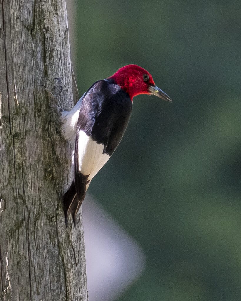 red headed woodpecker on a trunk