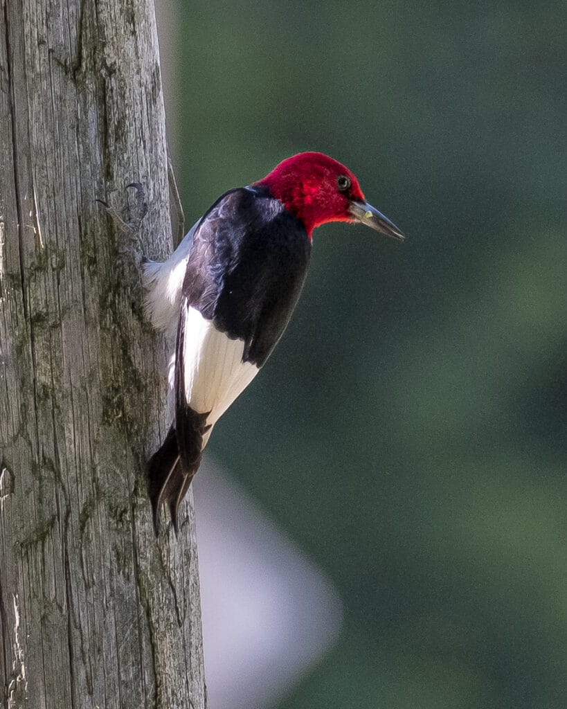 Red-Headed Woodpecker