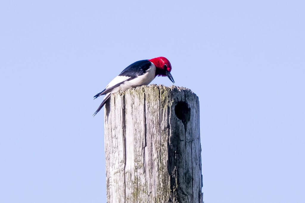 red headed woodpecker on fence