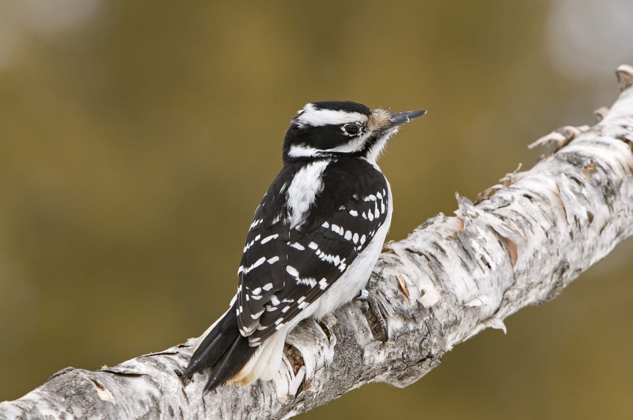 woodpeckers in Missouri