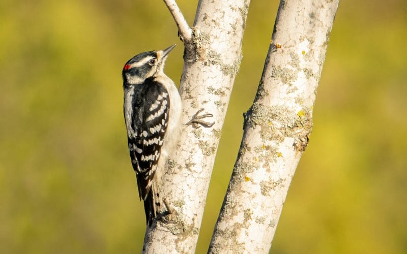 woodpeckers in New Jersey
