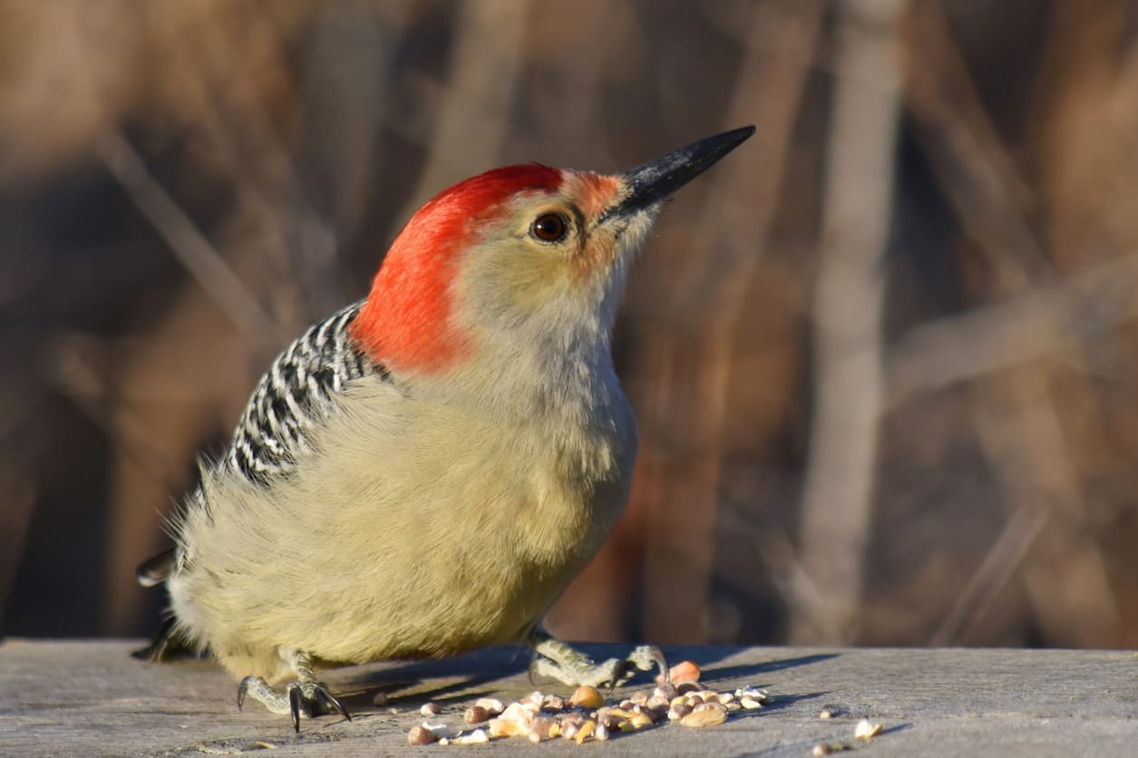 woodpeckers in New York