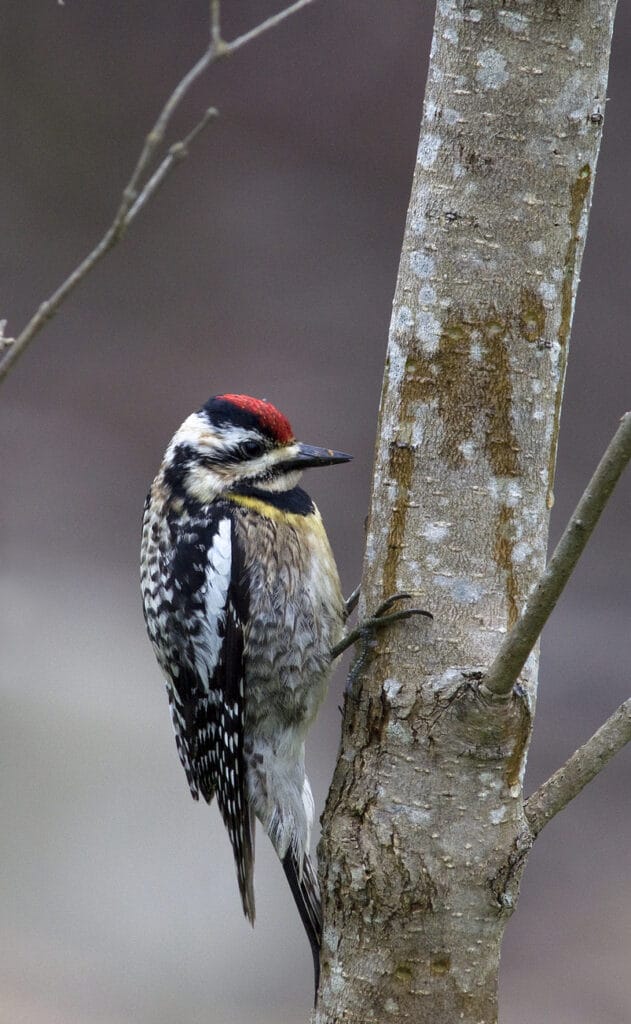 yellow-bellied sapsucker in new york