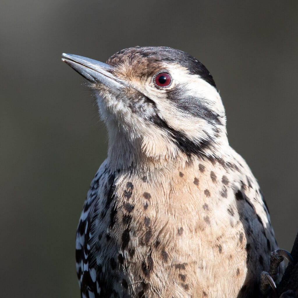 Red-Cockaded Woodpecker in tennessee