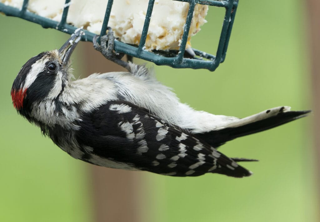 downy woodpecker eating suet