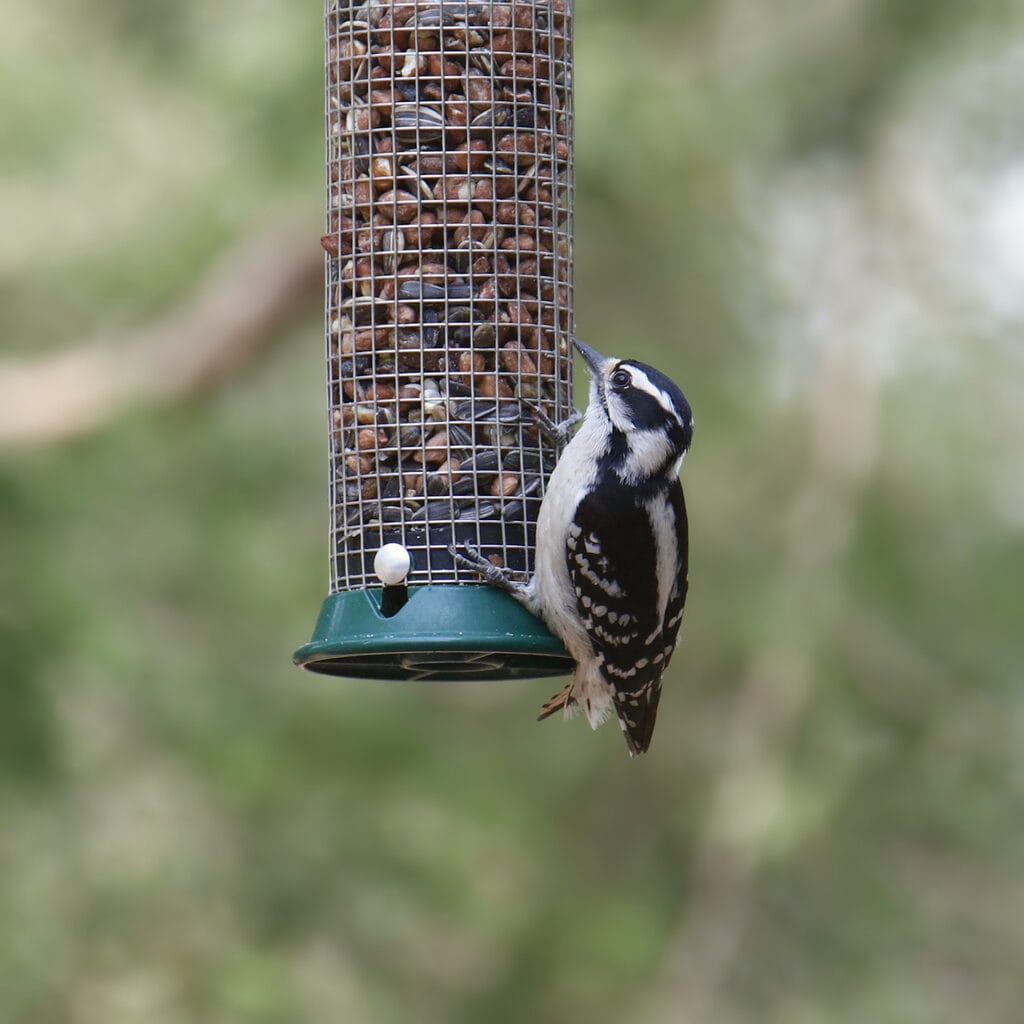 downy woodpecker on a birdfeeder
