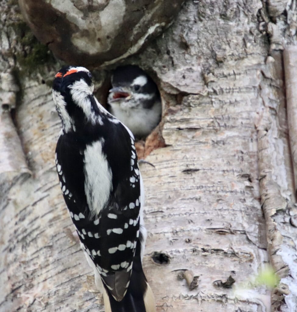 downy woodpeckers in tennessee