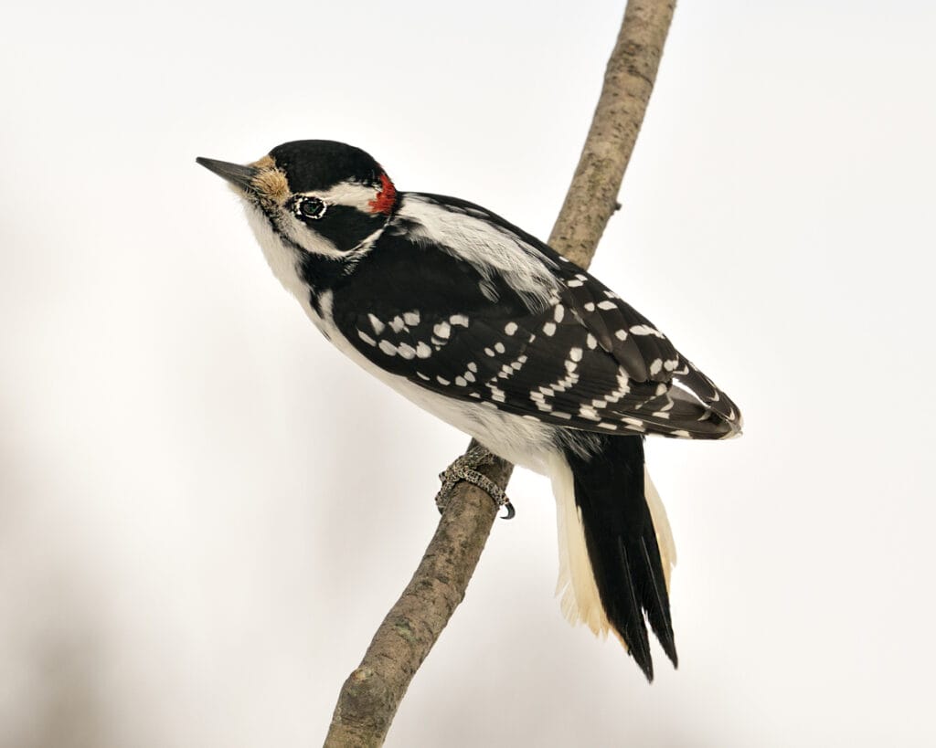 hairy woodpecker in ohio