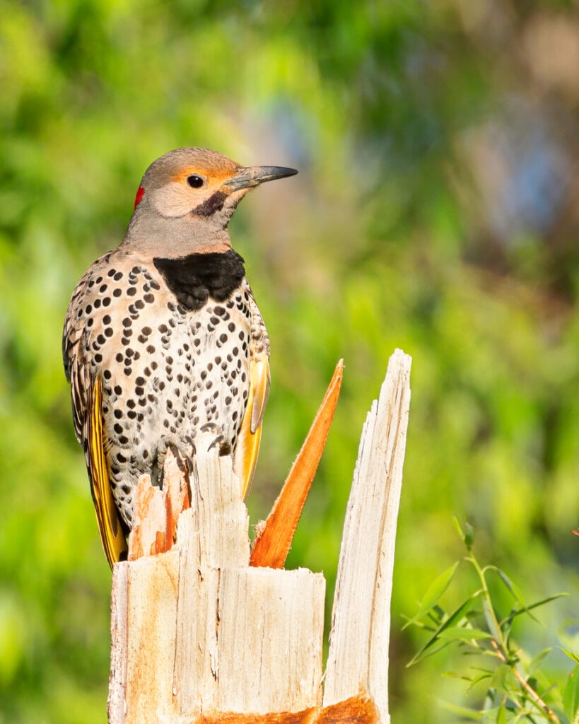 northern flicker bird