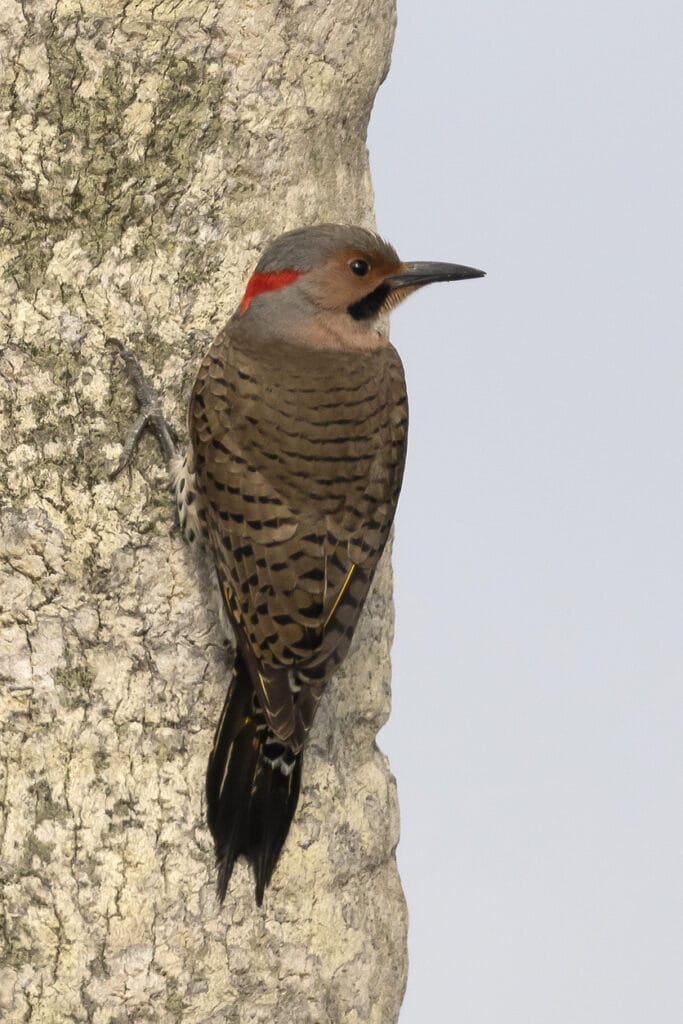 northern flicker in ohio
