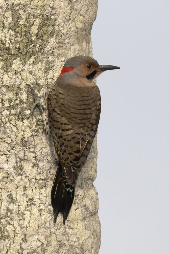 northern flicker in ohio