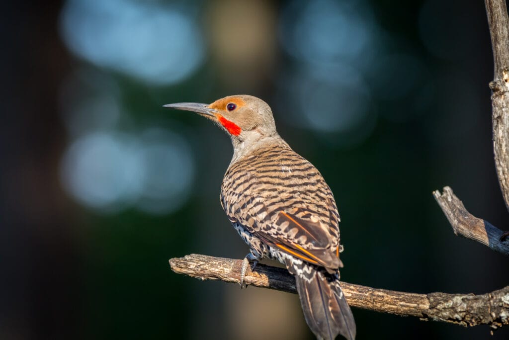 northern flicker in pennsylvania