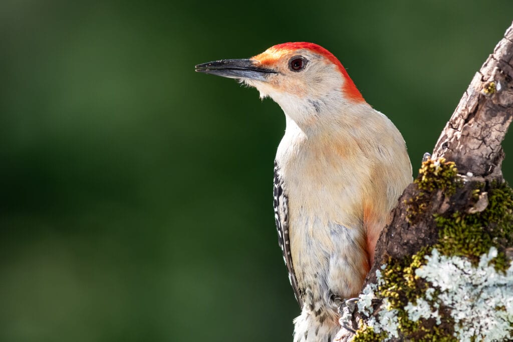 red bellied woodpecker in tennessee
