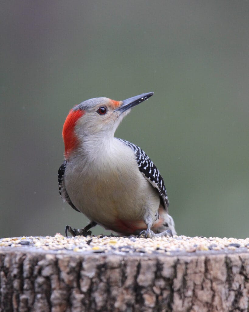 red bellied woodpecker winter