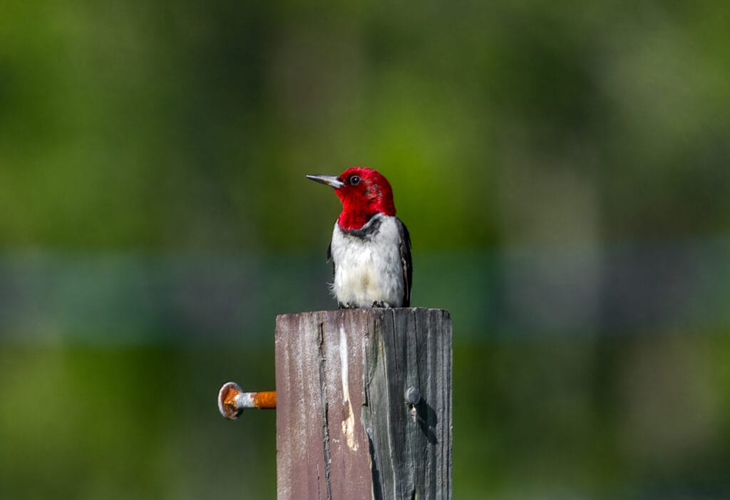 red-headed woodpecker on fence