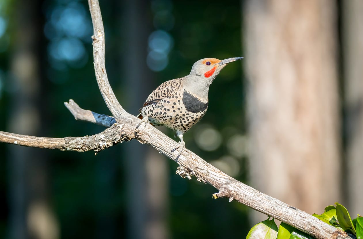 Woodpeckers in Pennsylvania: 7 Most Common with Pictures