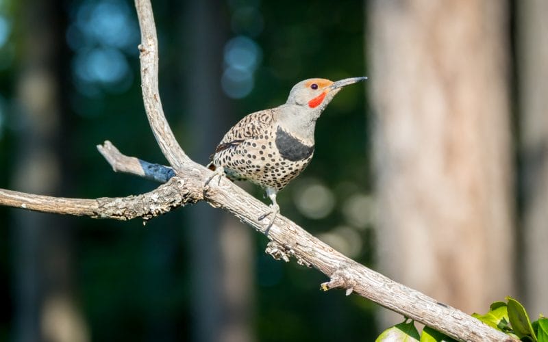 woodpeckers in Pennsylvania