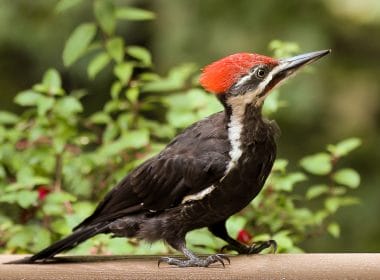 woodpeckers in Tennessee