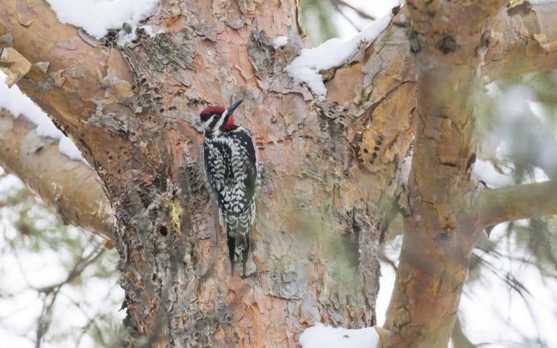 woodpeckers in ohio