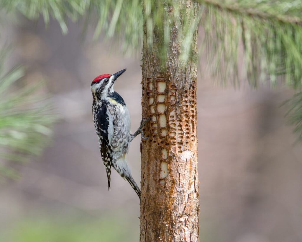 yellow bellied sapsucker in ohio