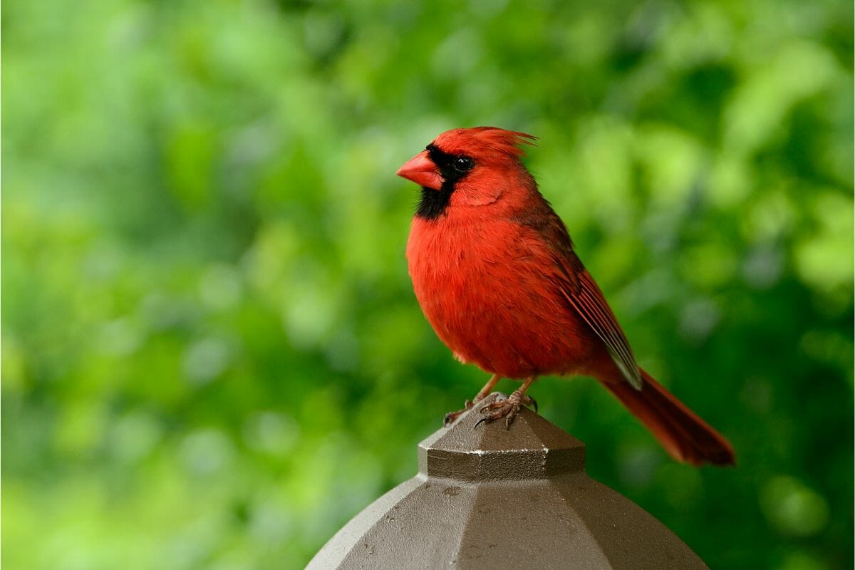 Do Cardinals Mate For Life?