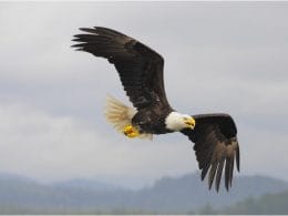 Golden Eagle Vs Bald Eagle