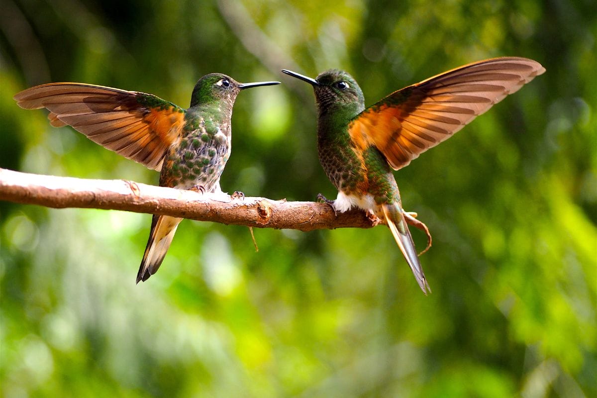 How Long Do Hummingbirds Live?