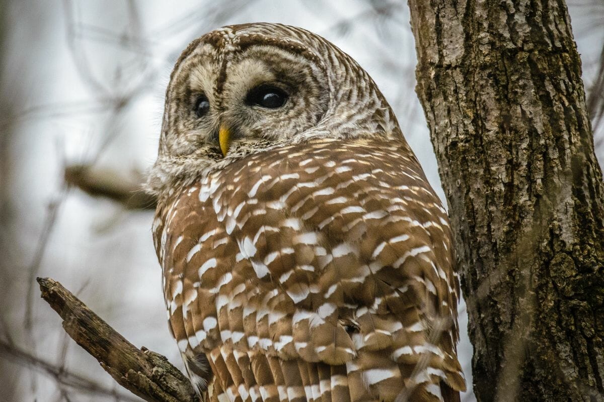 How Long Do Owls Live?