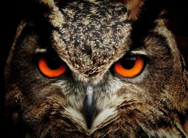 How Long Do Owls Live?