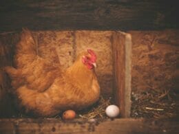 How Often Do Chickens Lay Eggs