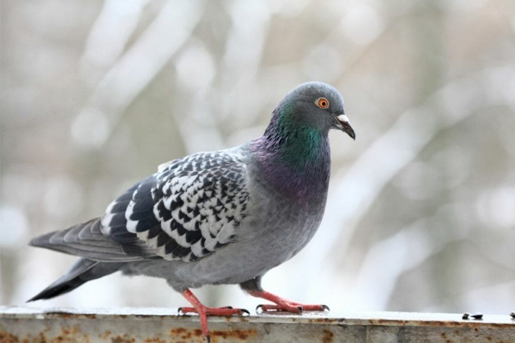 What Do Pigeons Eat?