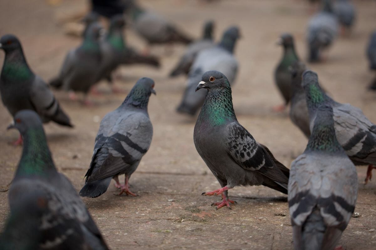 What Do Pigeons Eat? Everything you need to know about a Pigeons diet