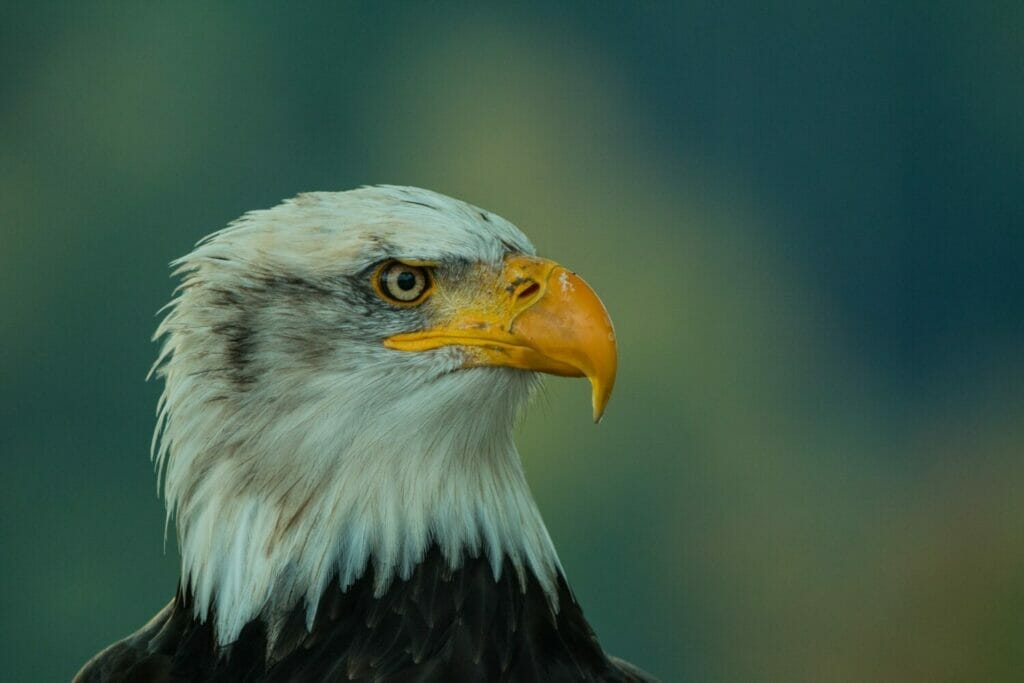 bald eagle appearance vs golden eagle appearance