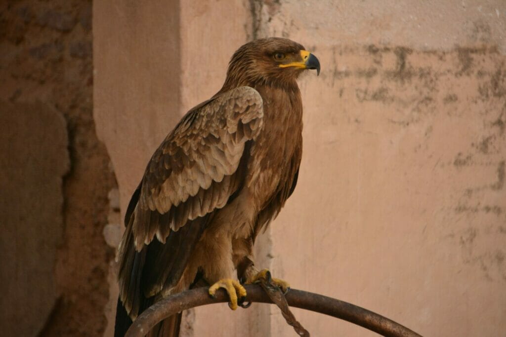 golden eagle appearance