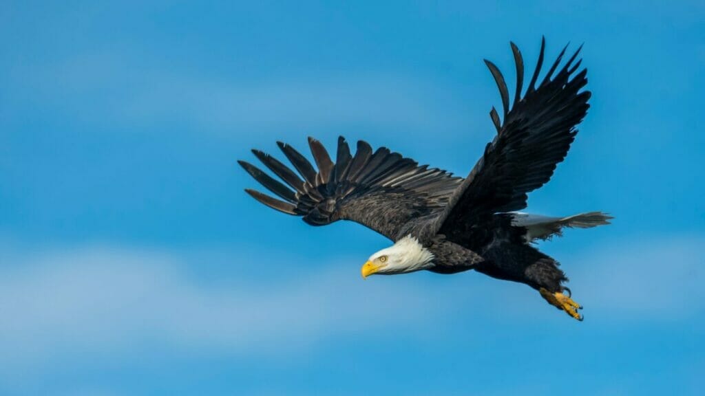 bald eagle in flight