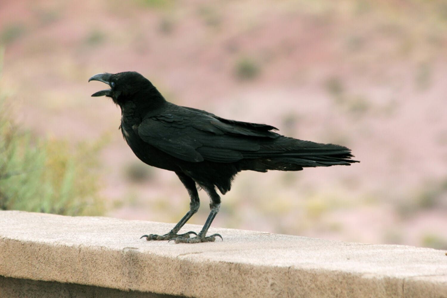 How to Attract Ravens The Complete Guide to befriend a Raven
