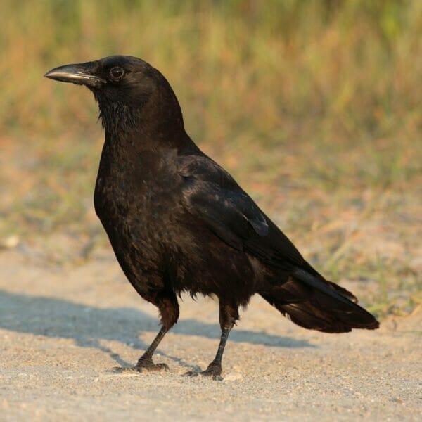 Crows Versus Ravens - How To Tell Them Apart! | Bird Watching Pro