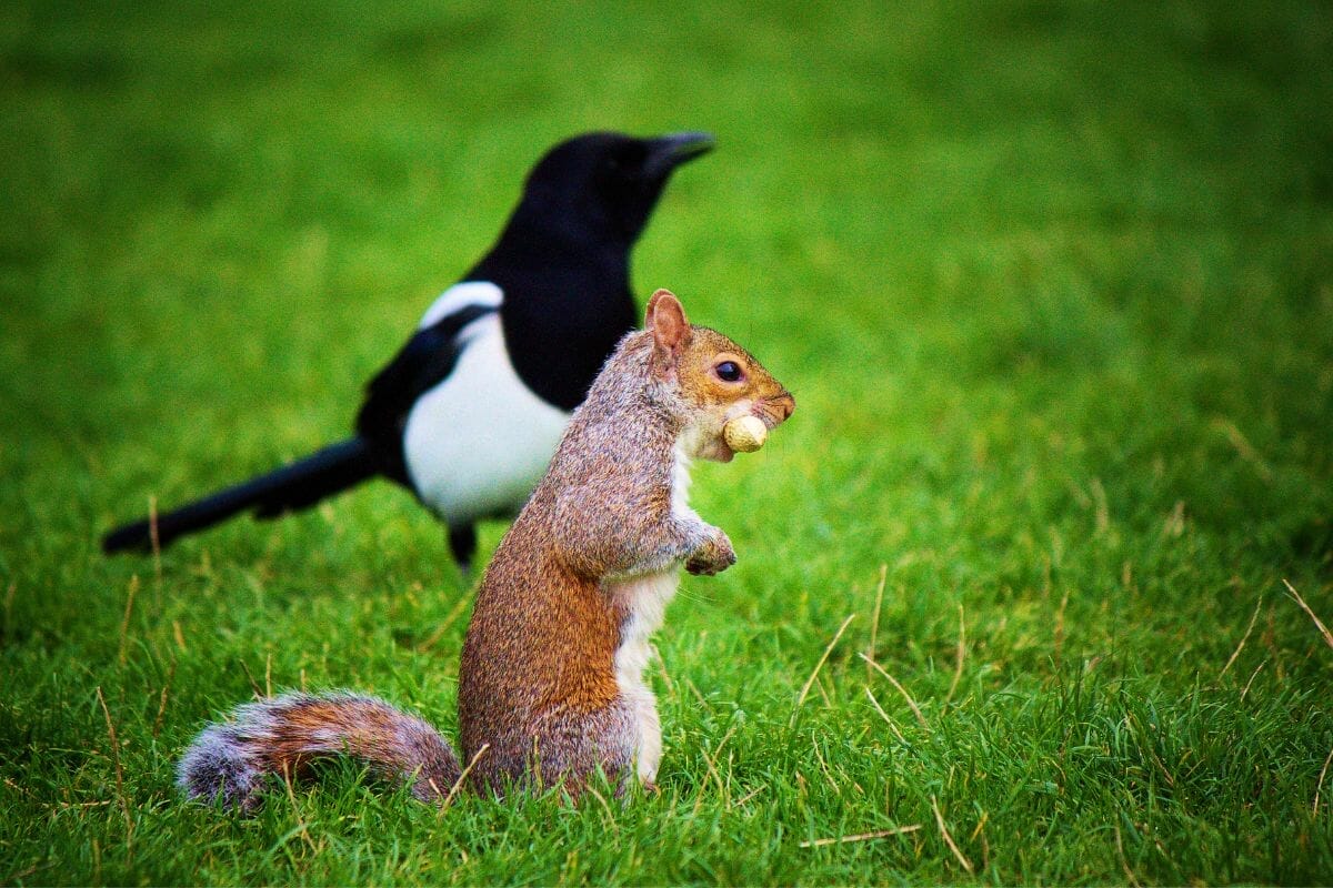 Do Squirrels Eat Birds? | Bird Watching Pro