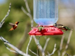 How To Keep Ants Out Of Hummingbird Feeders
