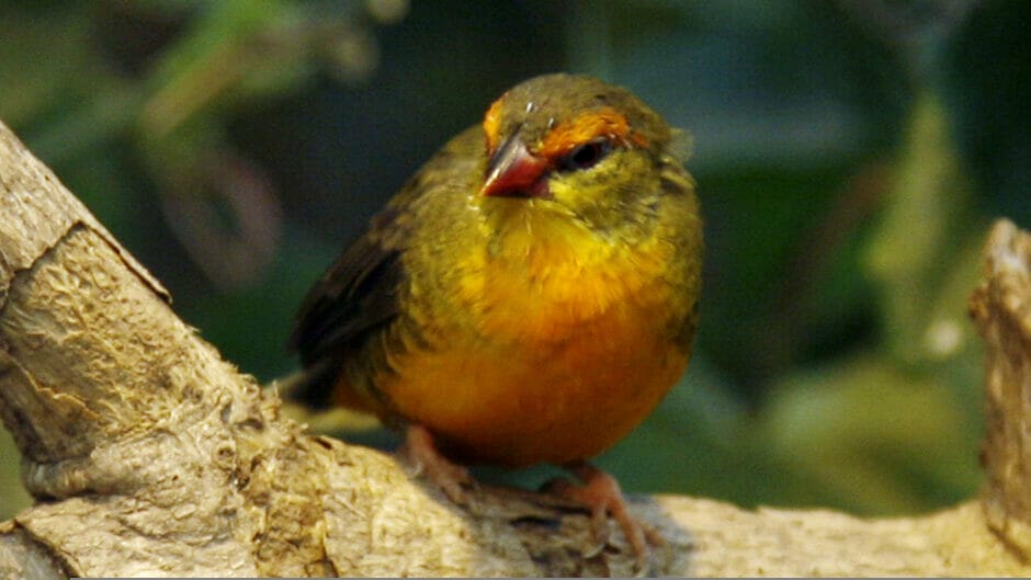 Brown Birds with an Orange Chest