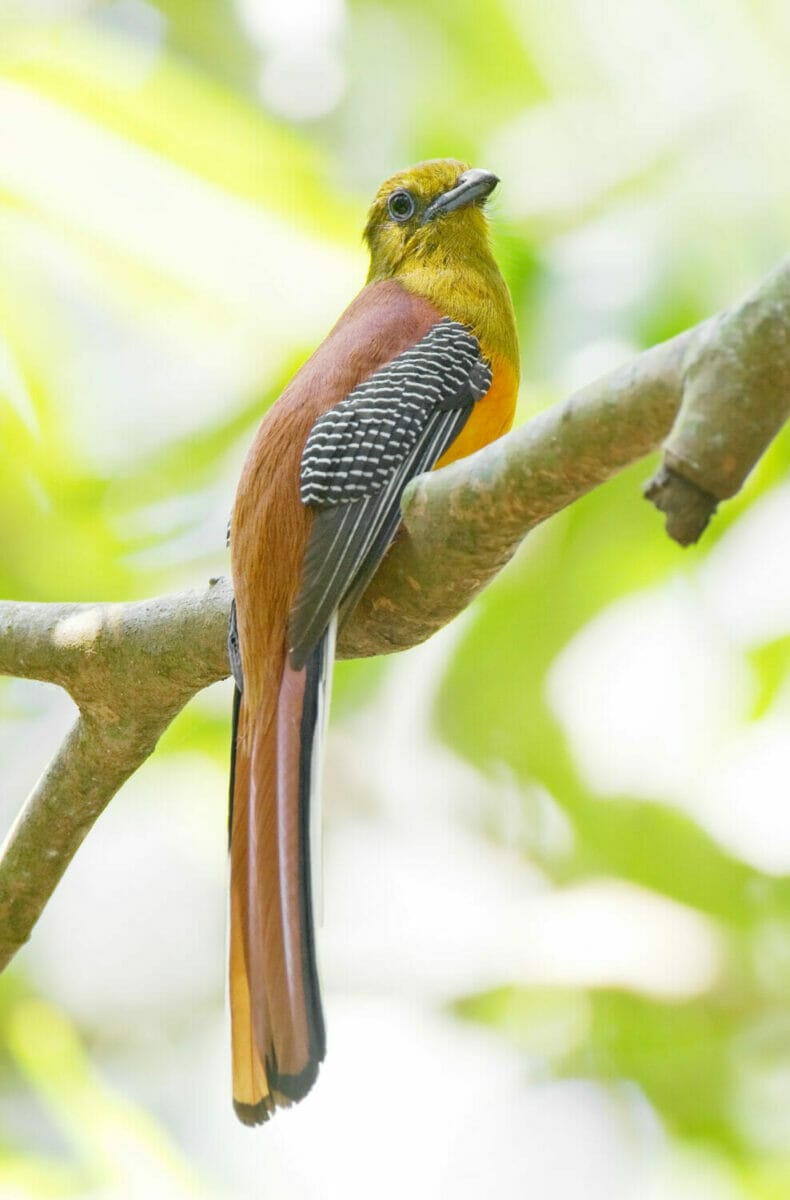 Brown Birds with an Orange Chest