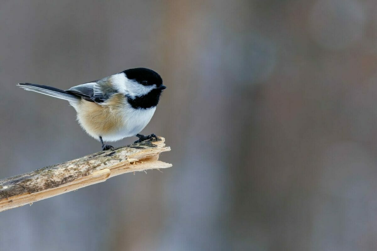 Chickadee Nests Bird Watching Pro